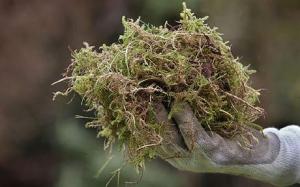 Scarifier- Unwanted Moss & Thatch 
